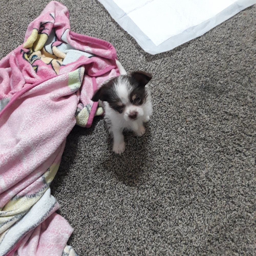 Meet your Posher, Juarez